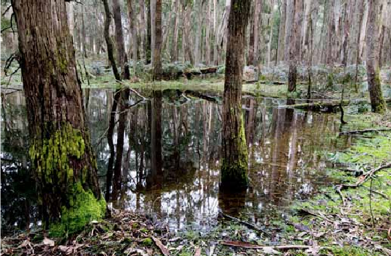The swampy origins of the Coliban River