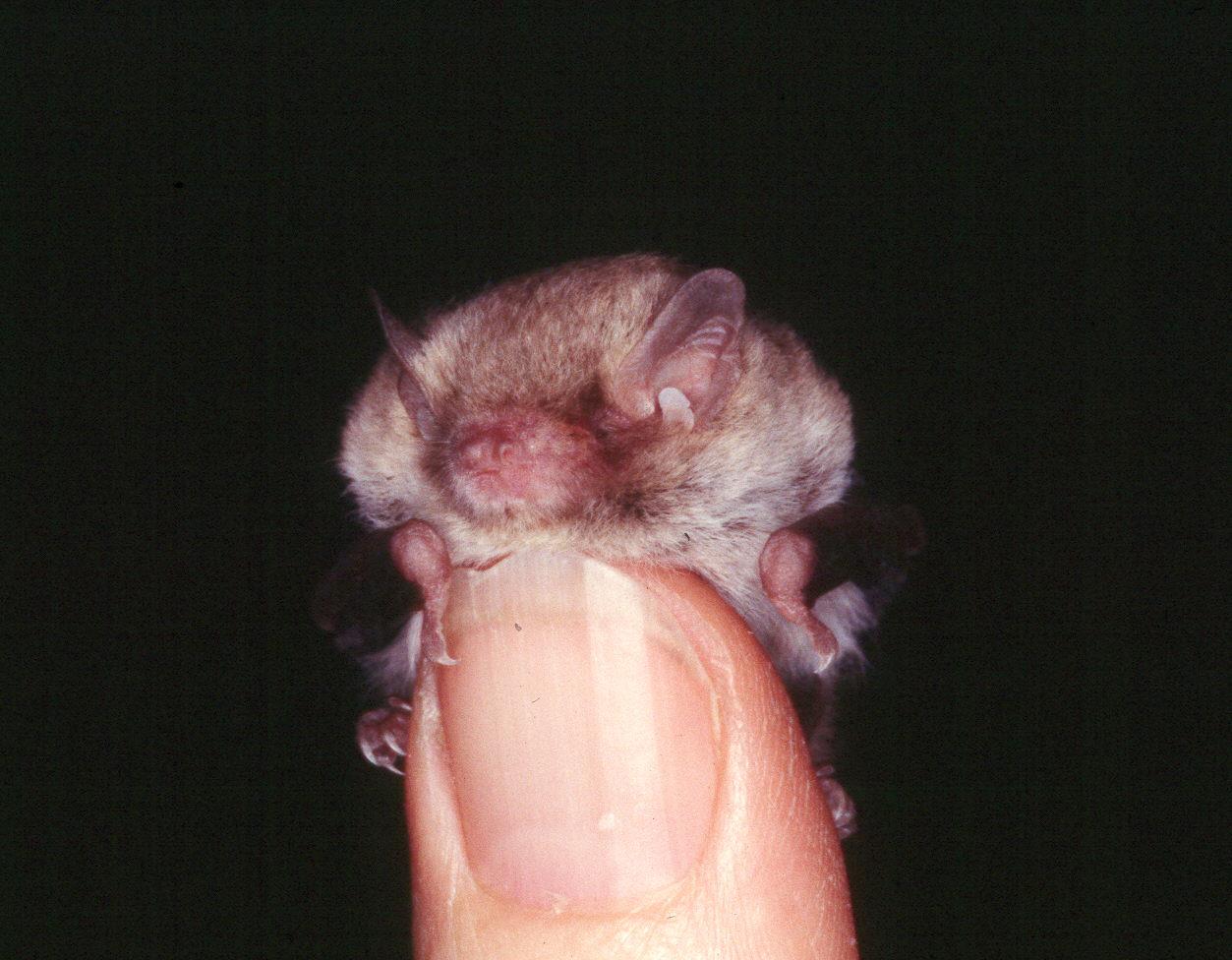 A Little Forest Bat