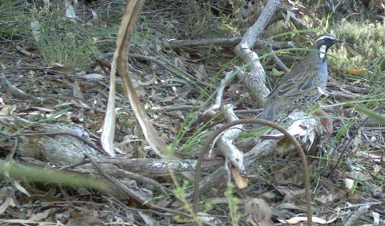 Spotted Quail-thrush, Cinclosoma punctatum