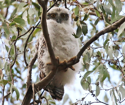 Young Powerful Owl