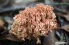 Ramaria sp. (coral fungi)