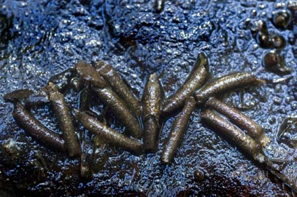 Caddisfly cases - Photo by Alison Pouliot