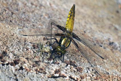Dragonfly metamorphosing
