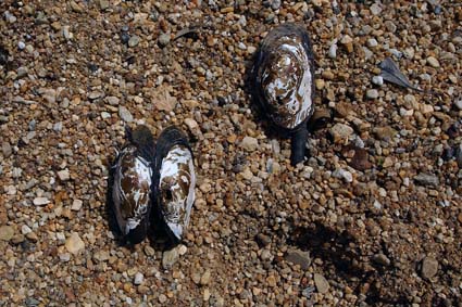 Freshwater mussels