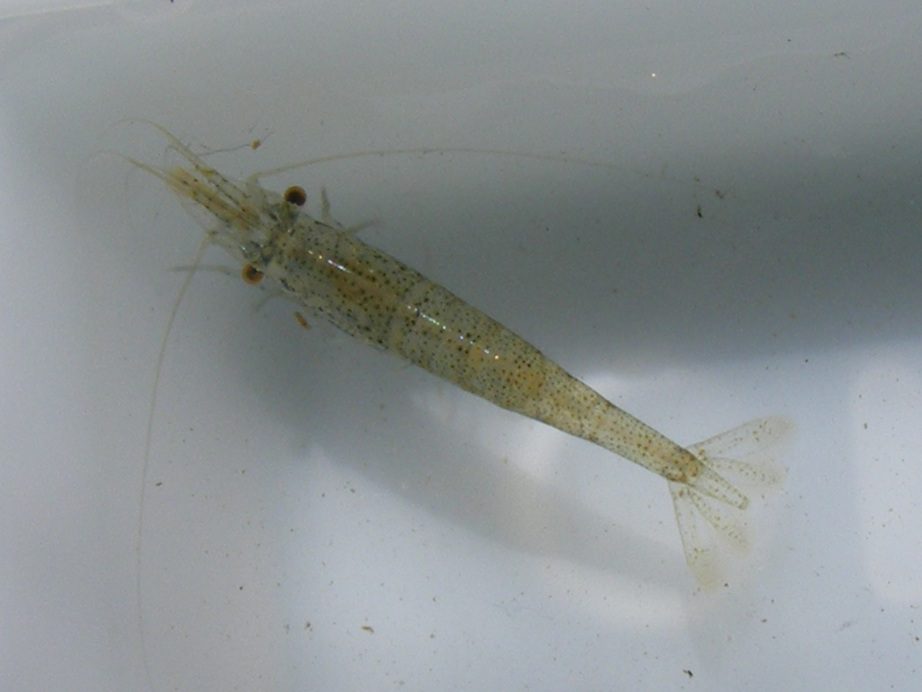 Freshwater shrimp - Photo by Miriam Rotstein