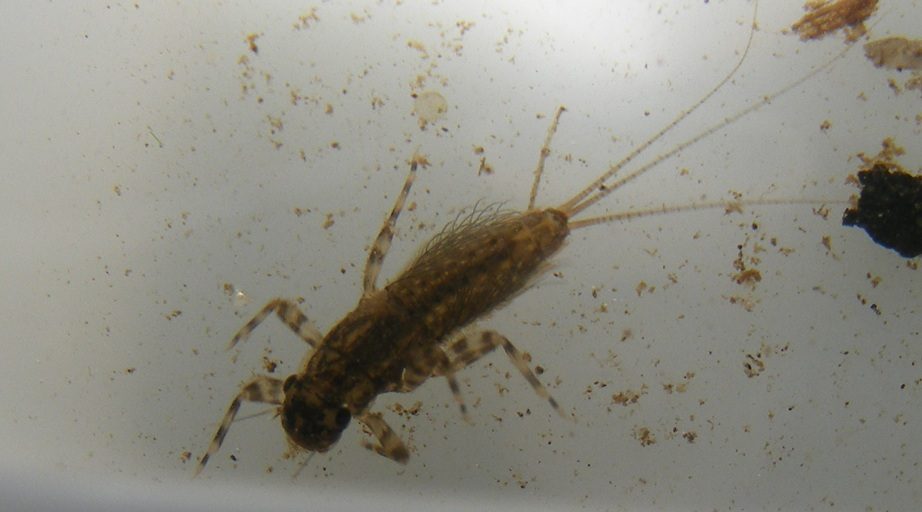 Mayfly nymph - Photo by Miriam Rotstein