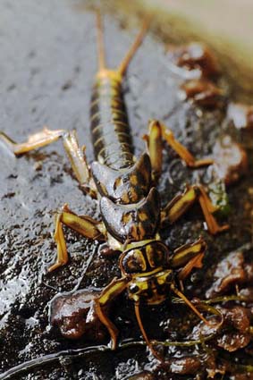 Stonefly nymph - Photo by Alison Pouliot