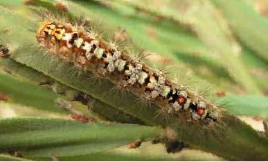 An amazingly colourful caterpillar on the leafless bossiaea (photo by Gayle Osborne)