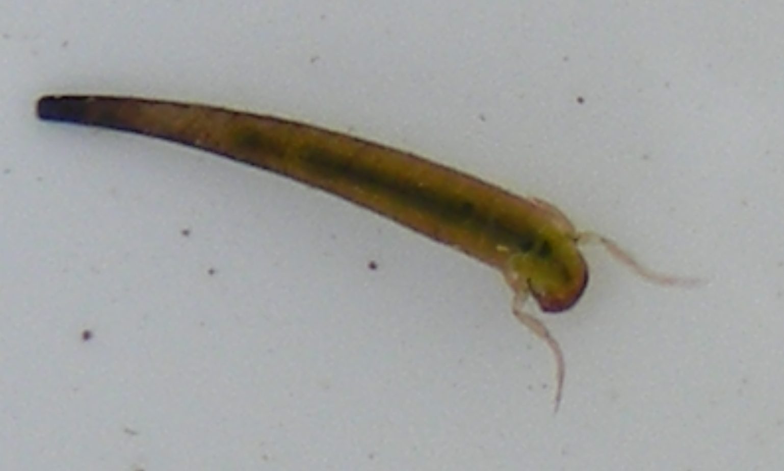Caddisfly nymph - Photo by Miriam Rotstein