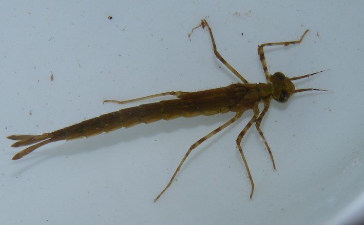 Damselfly nymph - Photo by Miriam Rotstein