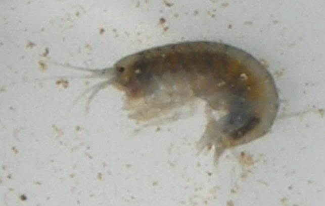 Sideswimmer